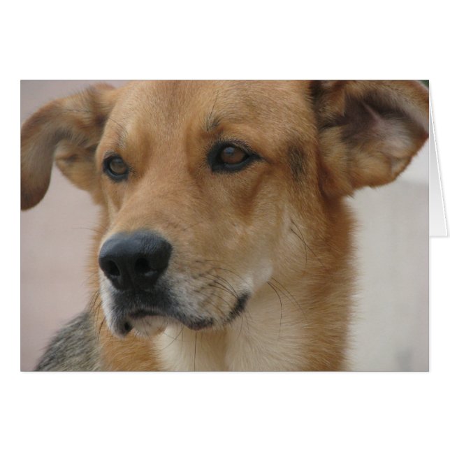 Gilbert (Vorderseite (Horizontal))