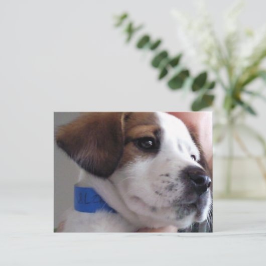 Gilbert Postkarte (Stehend Vorderseite)