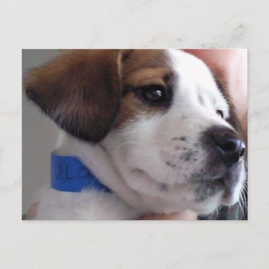 Gilbert Postkarte (Vorderseite)