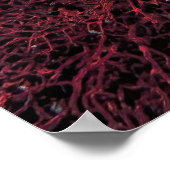 Gili Cuttlefish Poster (Ecke)