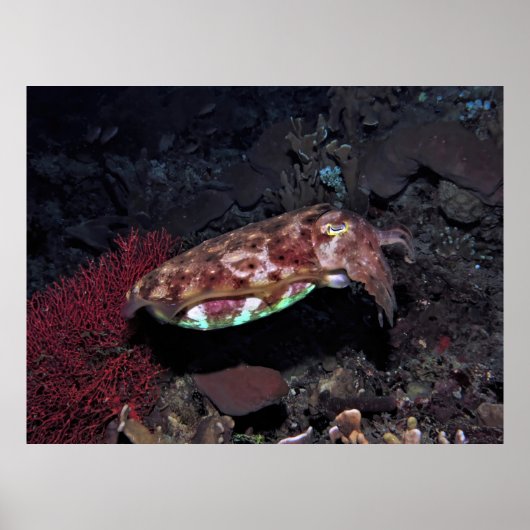 Gili Cuttlefish Poster (Vorne)