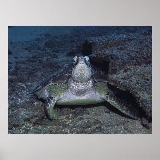 Gili Green Turtle Poster (Vorne)