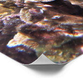 Gili Green Turtle Poster (Ecke)