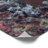 Gili Green Turtle Poster (Ecke)