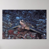 Gili Green Turtle Poster (Vorne)