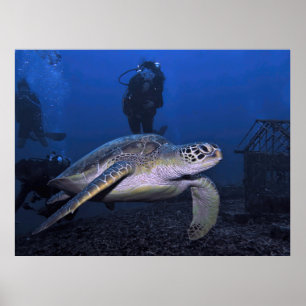 Gili Green Turtle with Diver Poster