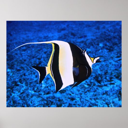 Gili Islands Moorish Idol Poster (Vorne)