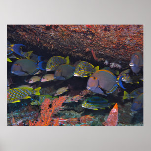 Gili T Grab Bag Poster