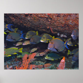 Gili T Grab Bag Poster