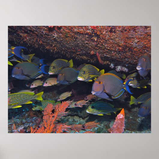 Gili T Grab Bag Poster (Vorne)