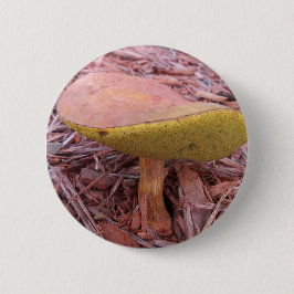 Gill Bolete Mushroom Button