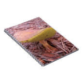 Gill Bolete Mushroom Notizblock (Rechte Seite)