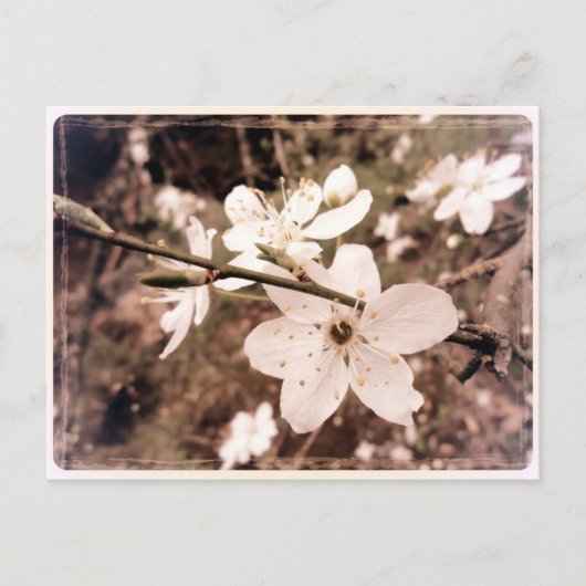 "Gilroy, California" Postcard von DarkPoet Postkarte (Vorderseite)