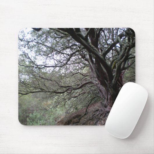 Gilroy heiße Quellen - manzanita Baum - mousepad (Mit Mouse)