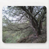 Gilroy heiße Quellen - manzanita Baum - mousepad (Vorne)
