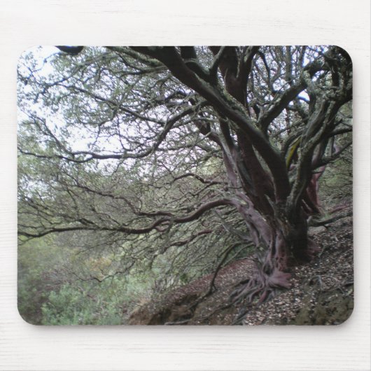 Gilroy heiße Quellen - manzanita Baum - mousepad (Vorne)