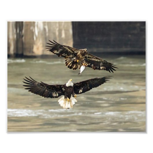 Gimme den Fisch. (Eagle Chase) Fotodruck (Vorne)