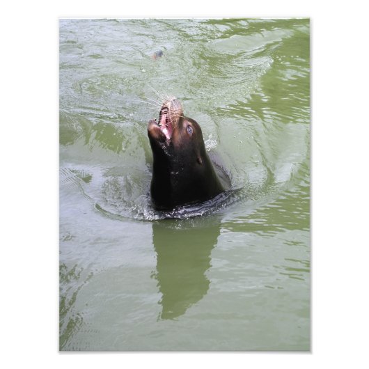 Gimme Fish...JETZT Fotodruck (Vorne)