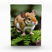 Ginger Australian Hopping Mouse, Foto Block (Vorderseite)