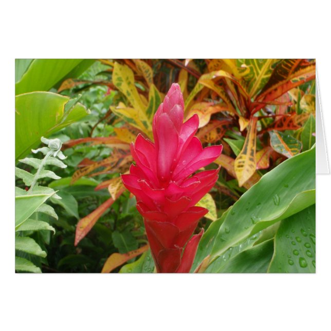 Ginger-Blume (Vorderseite (Horizontal))