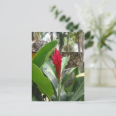 Ginger Blume Postcard Postkarte (Stehend Vorderseite)
