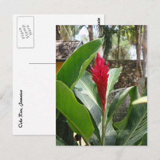 Ginger Blume Postcard Postkarte (Vorne/Hinten)