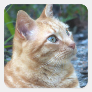 Ginger Boy Quadratischer Aufkleber