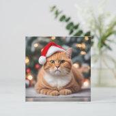 Ginger British Shorthair Christmas (Stehend Vorderseite)