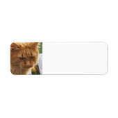 Ginger Cat (Vorne)
