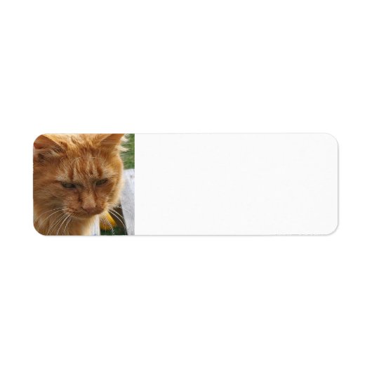 Ginger Cat (Vorne)