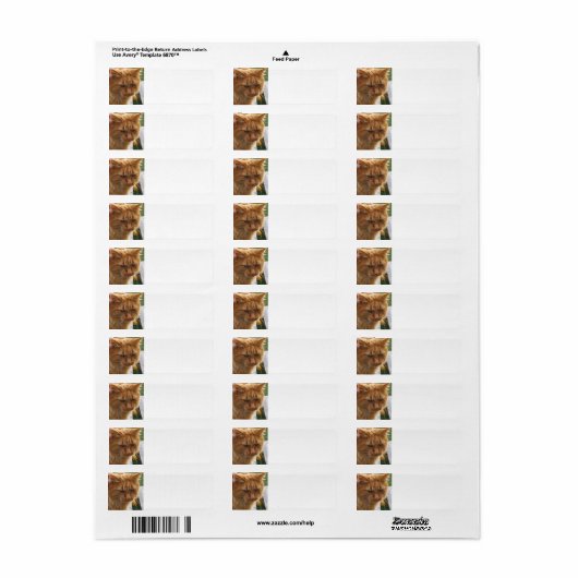 Ginger Cat (Vorne)