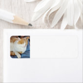 Ginger Cat (Insitu)