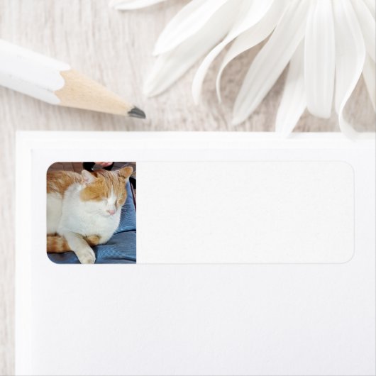 Ginger Cat (Insitu)