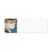 Ginger Cat (Vorne)