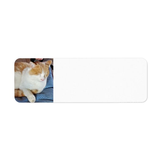 Ginger Cat (Vorne)