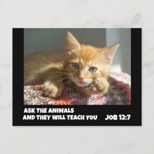 GINGER CAT FRAGTE DIE TIERARBEIT 12:7 BIBLE VERSE POSTKARTE