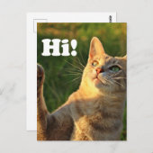 Ginger Cat Saying Hi! Postkarte (Vorne/Hinten)