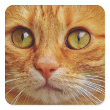 Ginger Cat Square Stickers - Glossy