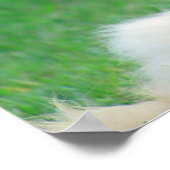 Ginger Cat St. Augustine Wahrheit Zitat Poster (Ecke)