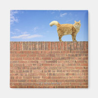 Ginger Cat Stehend an der Ziegelmauer