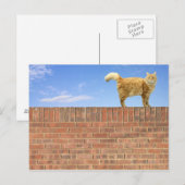 Ginger Cat Stehend an der Ziegelmauer Postkarte (Vorne/Hinten)