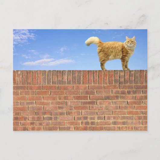 Ginger Cat Stehend an der Ziegelmauer Postkarte (Vorderseite)