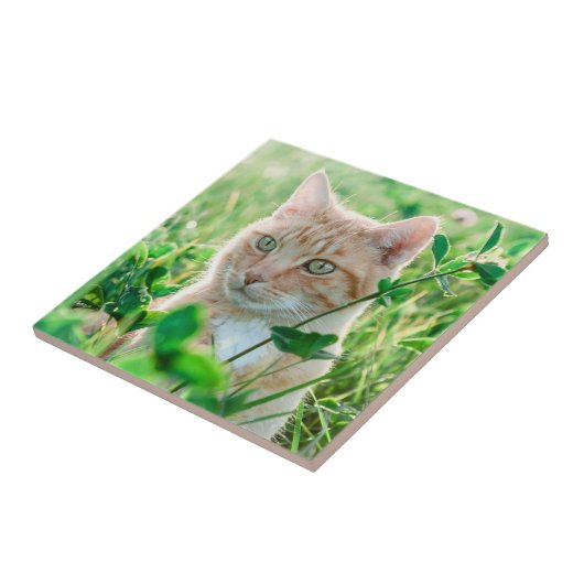 Ginger Cat with Green Eyes in Grass Fliese (Seite)