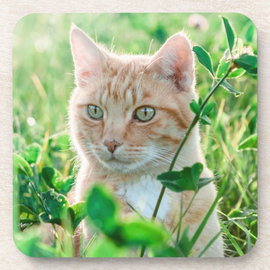 Ginger Cat with Green Eyes in Grass Getränkeuntersetzer (Vorderseite)