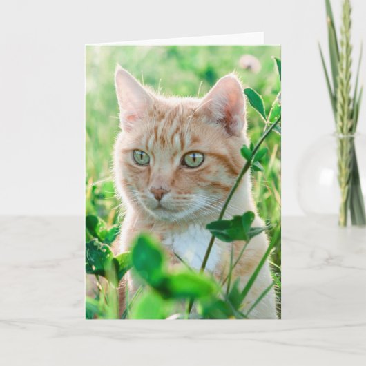 Ginger Cat with Green Eyes in Grass Karte (Vorderseite)