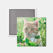 Ginger Cat with Green Eyes in Grass Magnet (Vorderseite/Rückseite)