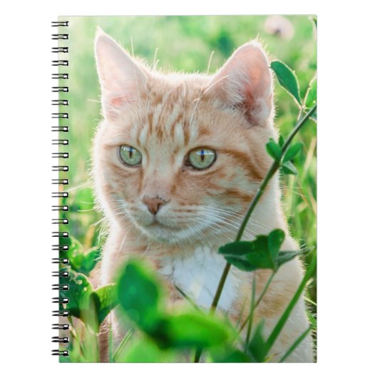 Ginger Cat with Green Eyes in Grass Notizblock (Vorderseite)