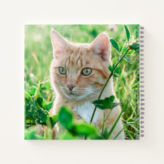 Ginger Cat with Green Eyes in Grass Notizblock (Rückseite)