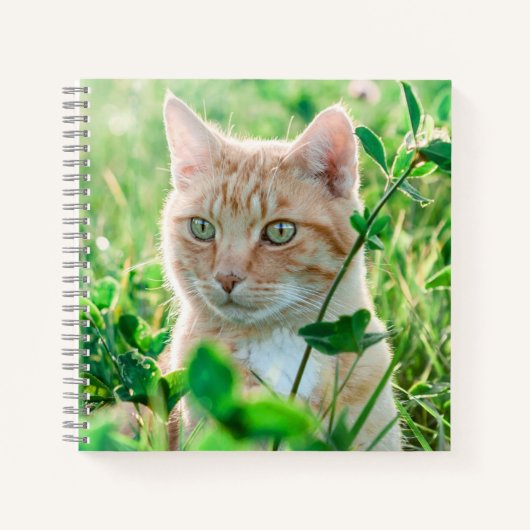Ginger Cat with Green Eyes in Grass Notizblock (Vorderseite)