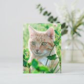 Ginger Cat with Green Eyes in Grass Postkarte (Stehend Vorderseite)